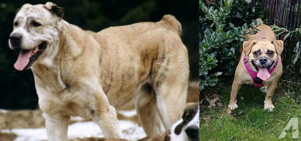 Beabull vs Sage Koochee - Breed Comparison