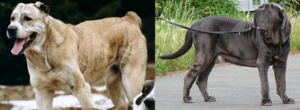 Neapolitan Mastiff vs Sage Koochee - Breed Comparison