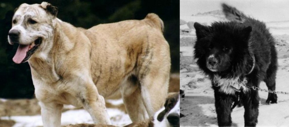 Sakhalin Husky vs Sage Koochee - Breed Comparison