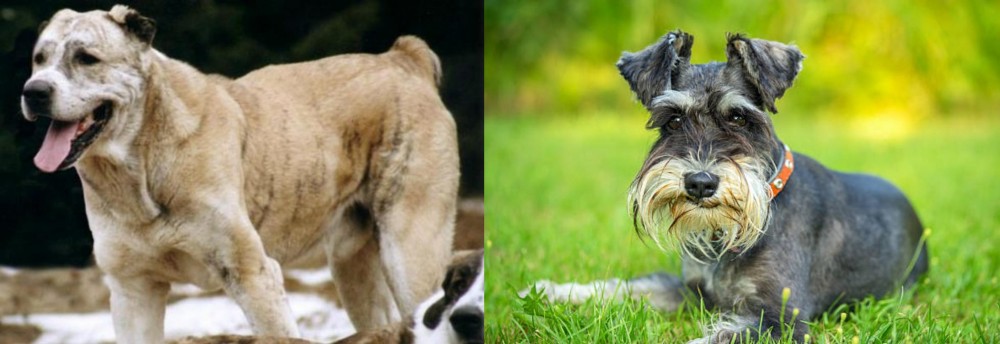 Schnauzer vs Sage Koochee - Breed Comparison