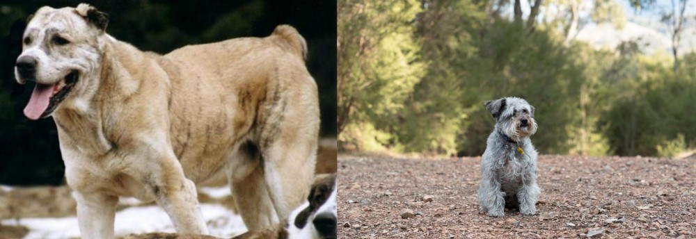 Schnoodle vs Sage Koochee - Breed Comparison