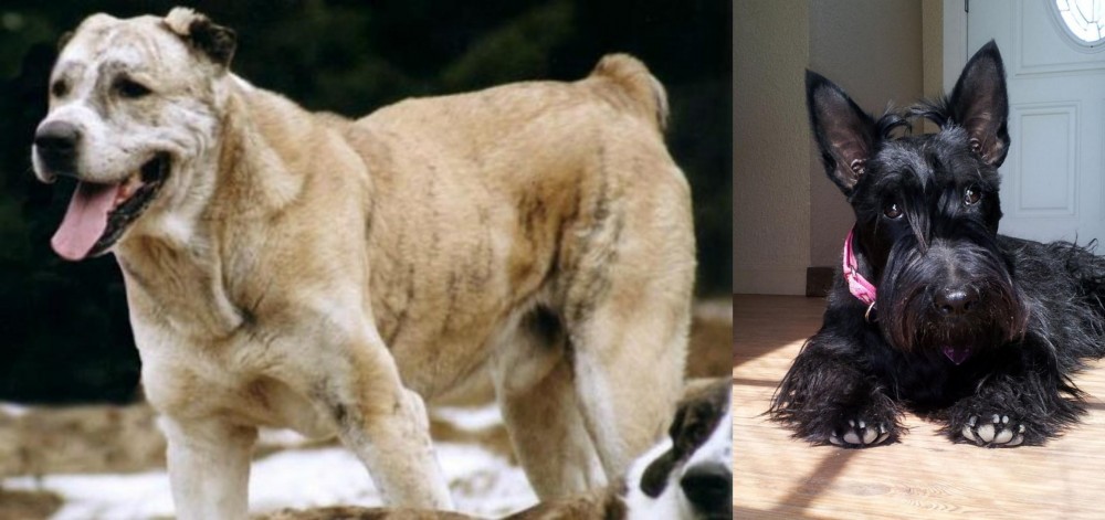 Scottish Terrier vs Sage Koochee - Breed Comparison