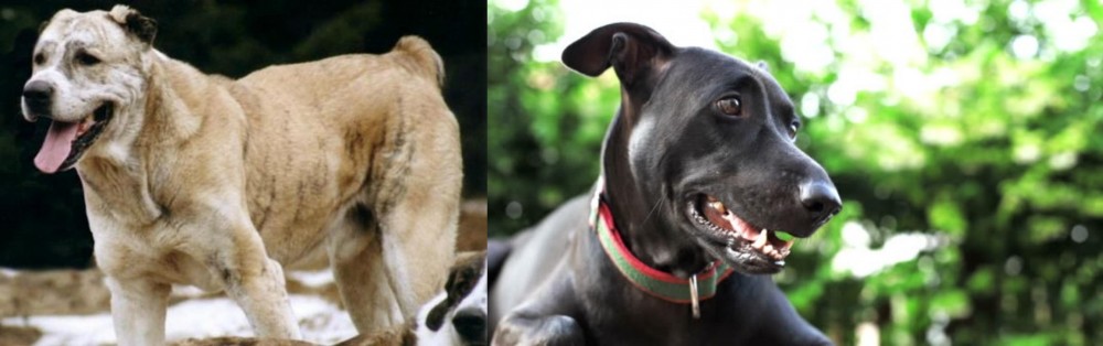 Shepard Labrador vs Sage Koochee - Breed Comparison