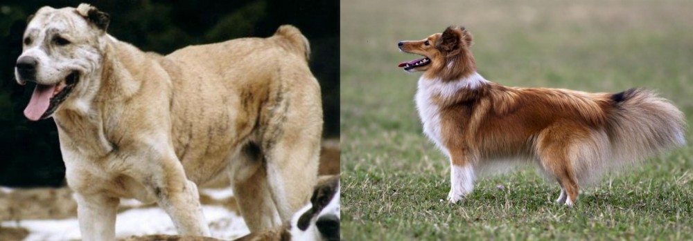 Shetland Sheepdog vs Sage Koochee - Breed Comparison