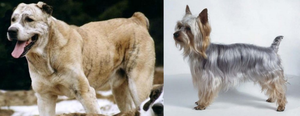 Silky Terrier vs Sage Koochee - Breed Comparison
