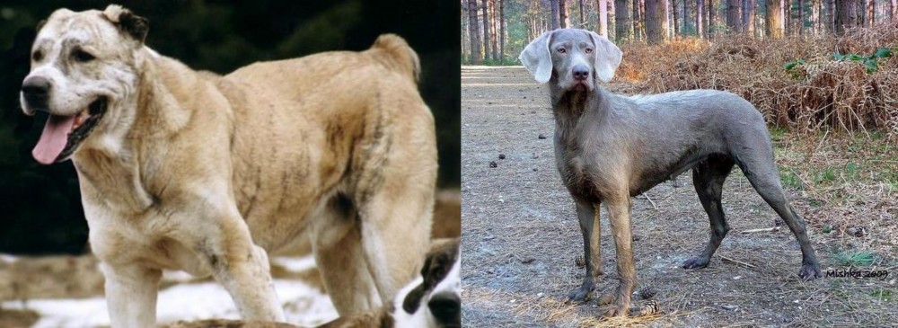 Slovensky Hrubosrsty Stavac vs Sage Koochee - Breed Comparison