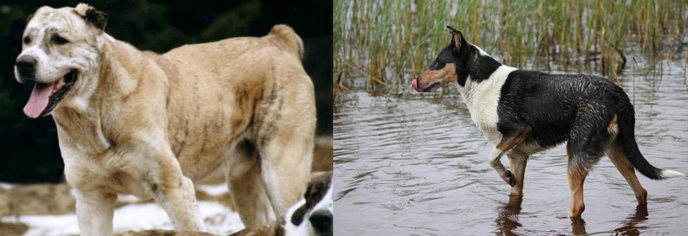 Smooth Collie vs Sage Koochee - Breed Comparison