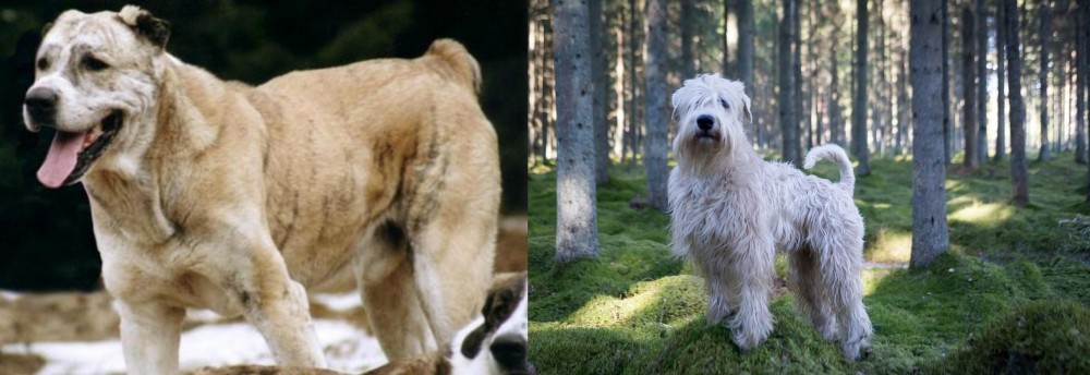 Soft-Coated Wheaten Terrier vs Sage Koochee - Breed Comparison