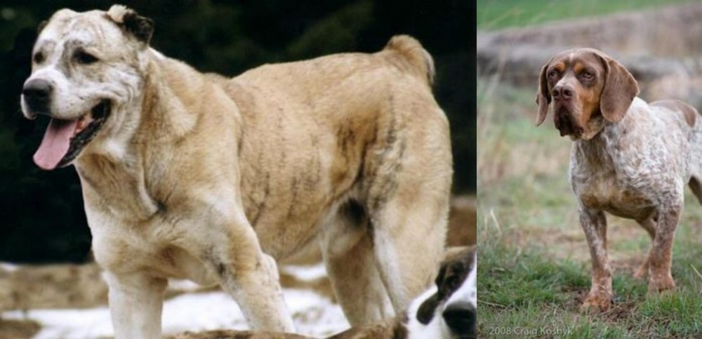 Spanish Pointer vs Sage Koochee - Breed Comparison