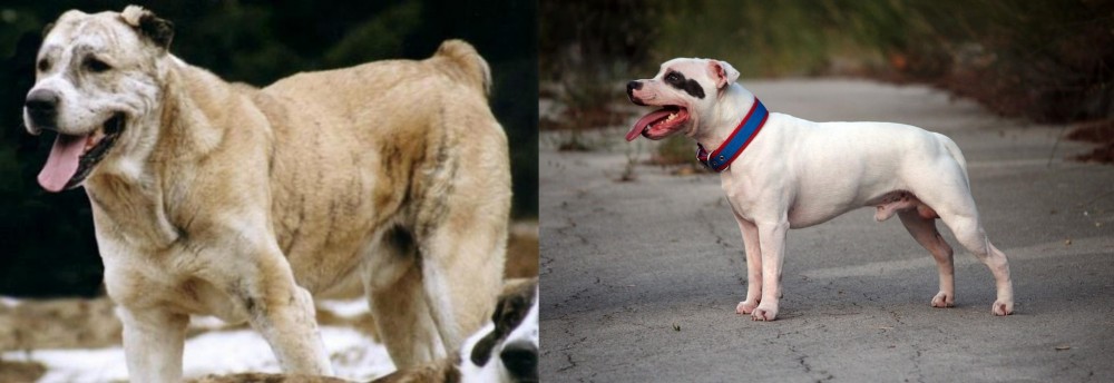 Staffordshire Bull Terrier vs Sage Koochee - Breed Comparison