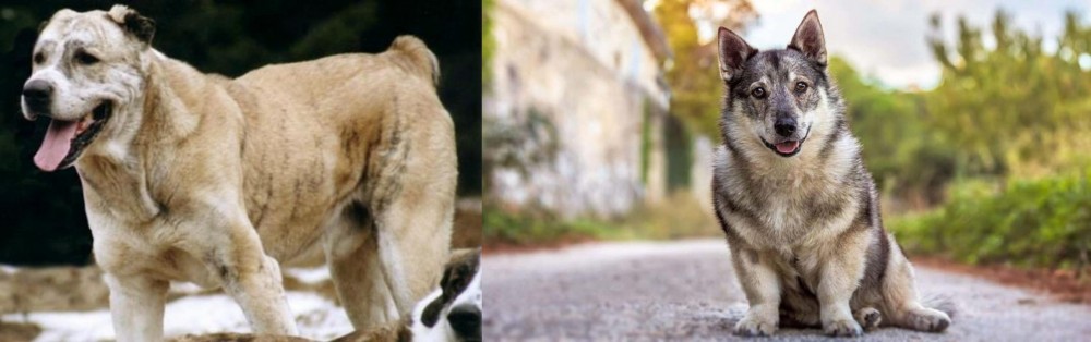 Swedish Vallhund vs Sage Koochee - Breed Comparison