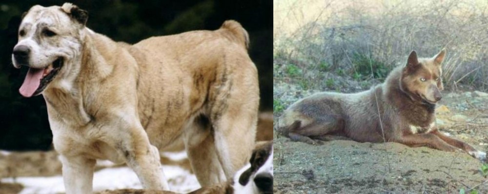 Tahltan Bear Dog vs Sage Koochee - Breed Comparison