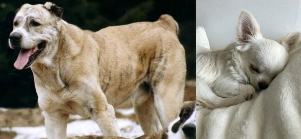 Tea Cup Chihuahua vs Sage Koochee - Breed Comparison