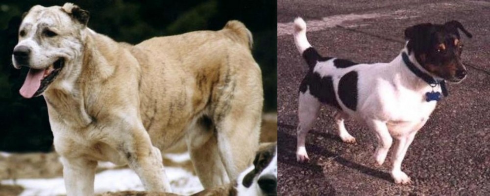 Teddy Roosevelt Terrier vs Sage Koochee - Breed Comparison