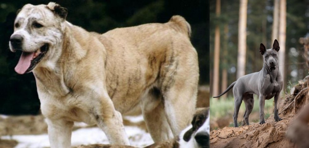 Thai Ridgeback vs Sage Koochee - Breed Comparison