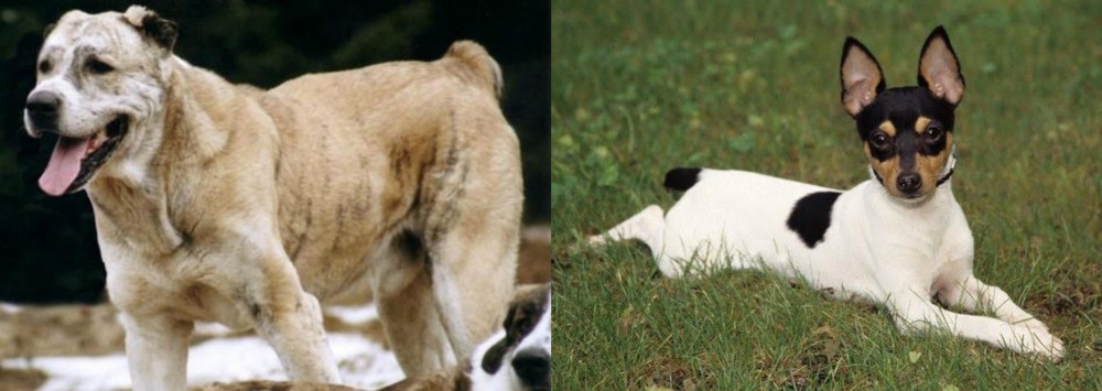 Toy Fox Terrier vs Sage Koochee - Breed Comparison