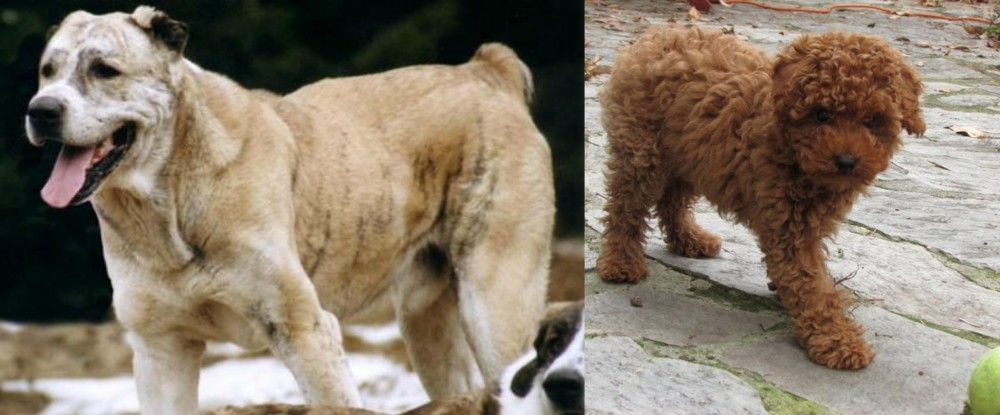 Toy Poodle vs Sage Koochee - Breed Comparison