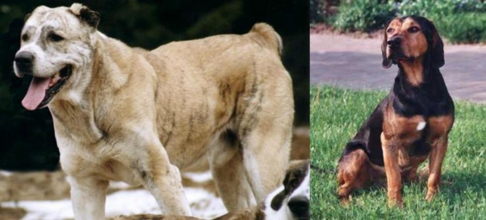 Tyrolean Hound vs Sage Koochee - Breed Comparison