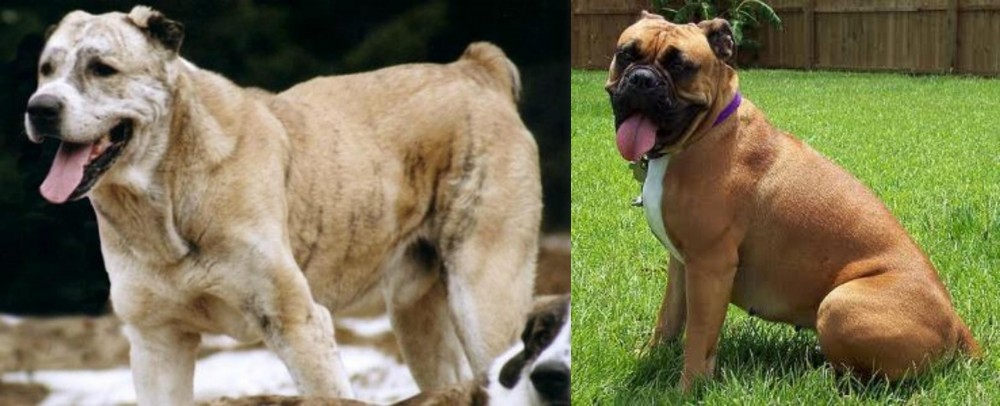 Valley Bulldog vs Sage Koochee - Breed Comparison