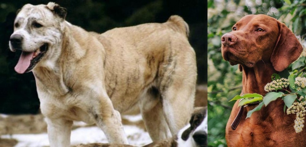 Vizsla vs Sage Koochee - Breed Comparison