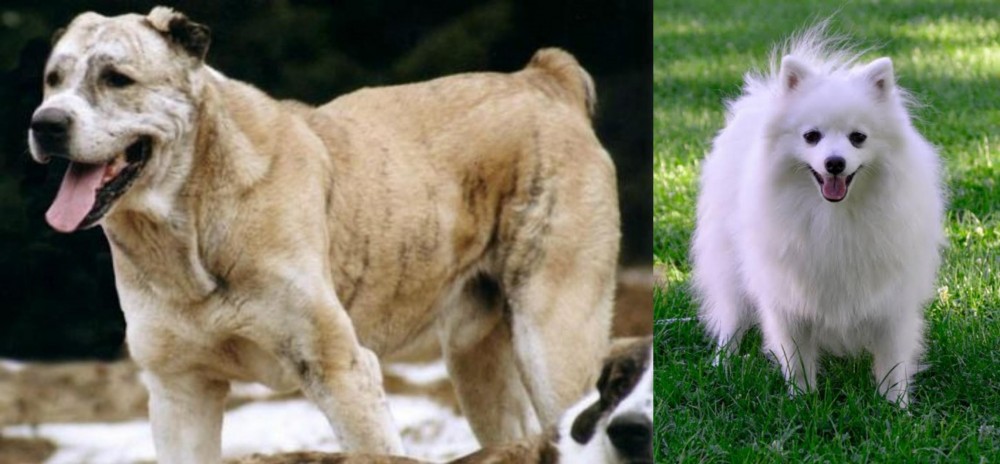 Volpino Italiano vs Sage Koochee - Breed Comparison