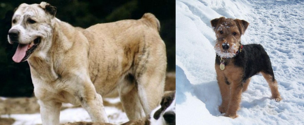 Welsh Terrier vs Sage Koochee - Breed Comparison