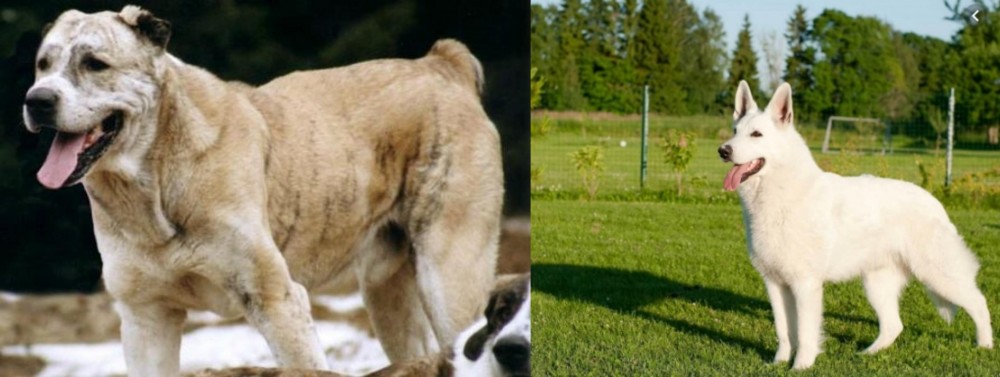 White Shepherd vs Sage Koochee - Breed Comparison