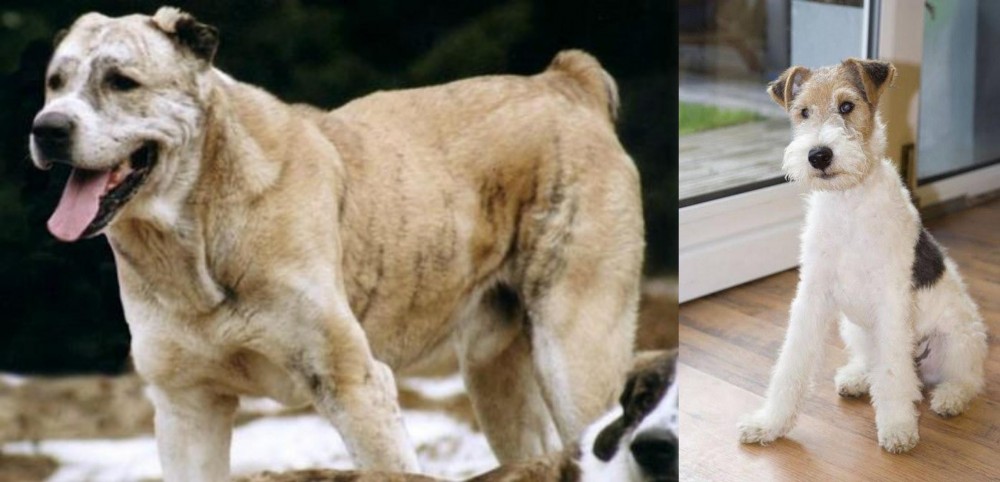 Wire Fox Terrier vs Sage Koochee - Breed Comparison