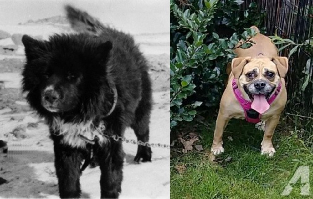 Beabull vs Sakhalin Husky - Breed Comparison