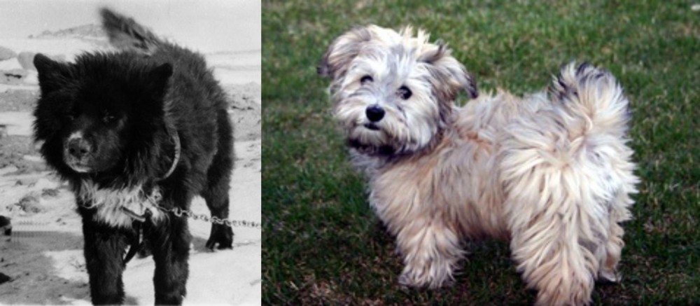 Havapoo vs Sakhalin Husky - Breed Comparison