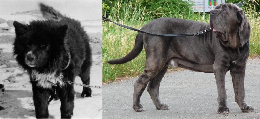 Neapolitan Mastiff vs Sakhalin Husky - Breed Comparison