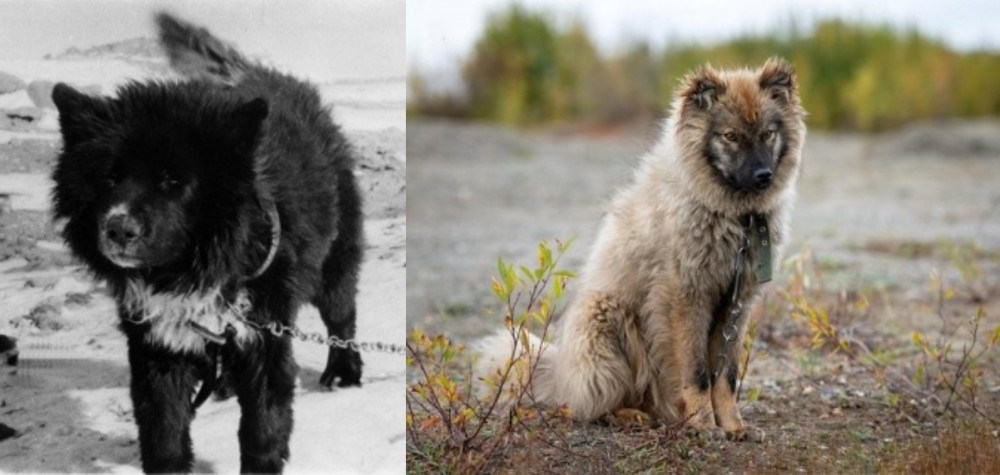 Nenets Herding Laika vs Sakhalin Husky - Breed Comparison