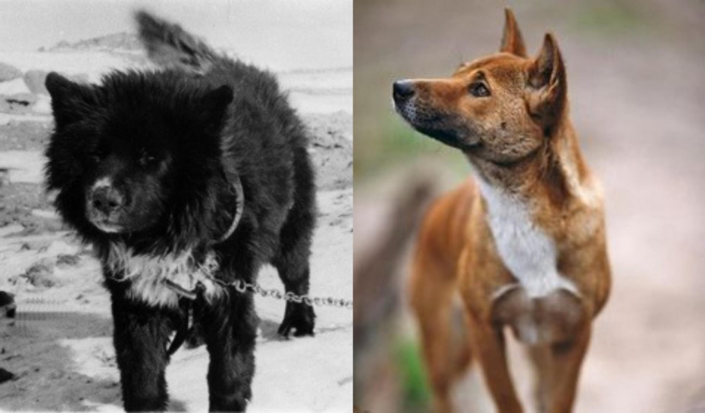 New Guinea Singing Dog vs Sakhalin Husky - Breed Comparison