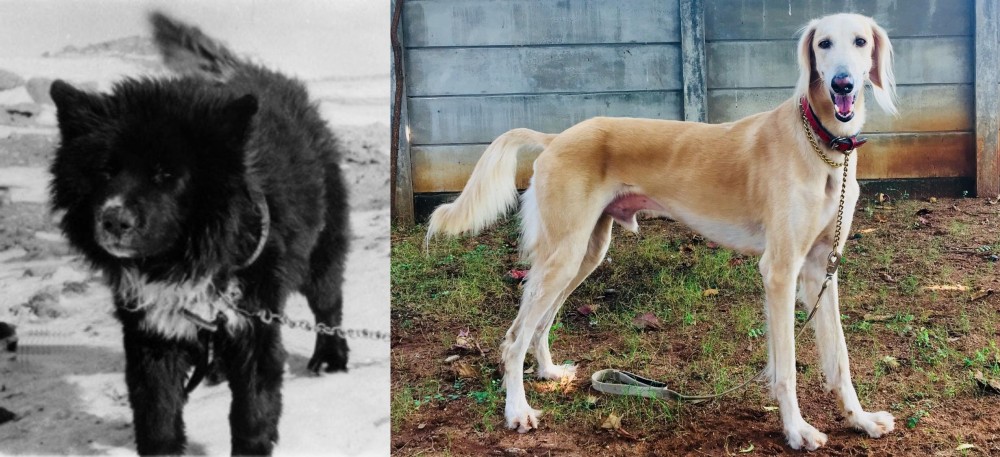 Saluki vs Sakhalin Husky - Breed Comparison