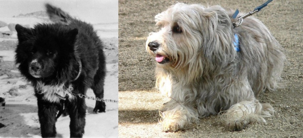 Sapsali vs Sakhalin Husky - Breed Comparison