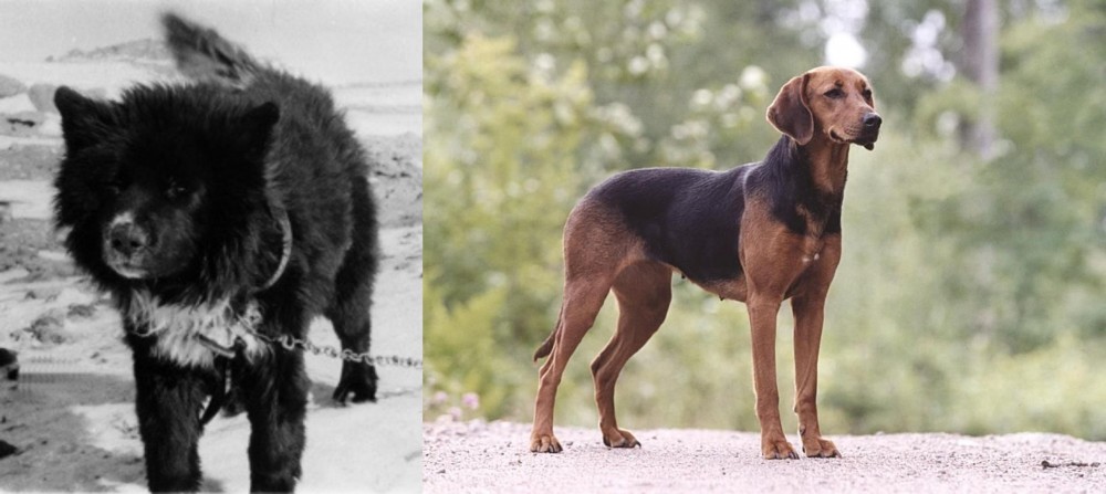 Schillerstovare vs Sakhalin Husky - Breed Comparison