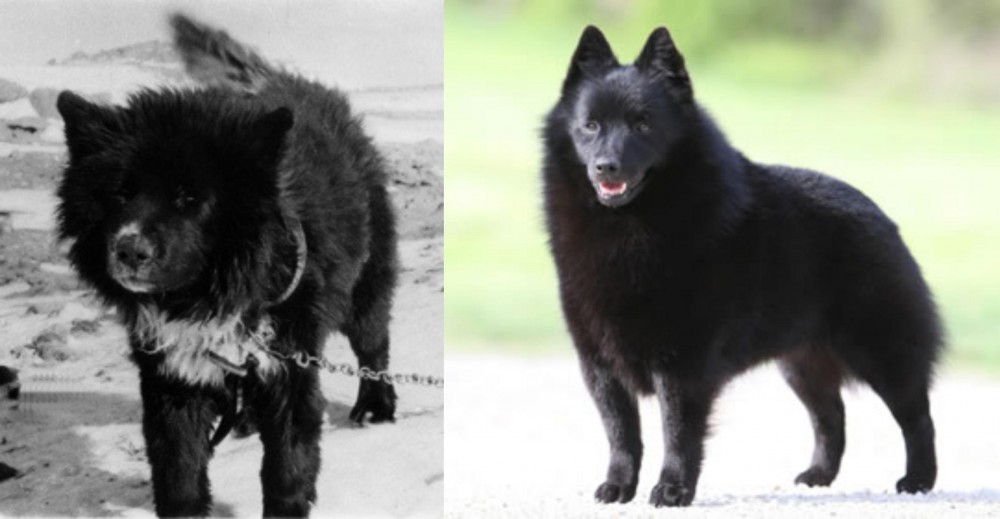 Schipperke vs Sakhalin Husky - Breed Comparison