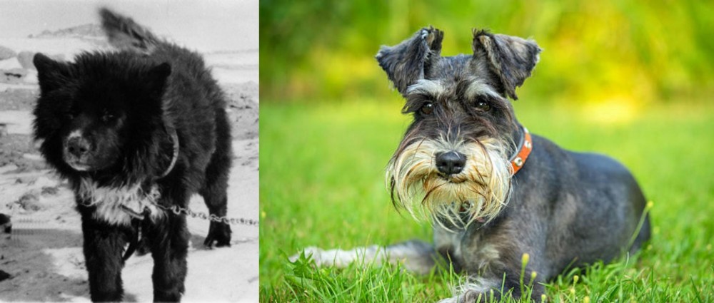 Schnauzer vs Sakhalin Husky - Breed Comparison