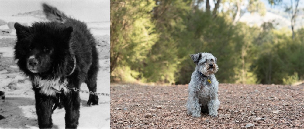 Schnoodle vs Sakhalin Husky - Breed Comparison