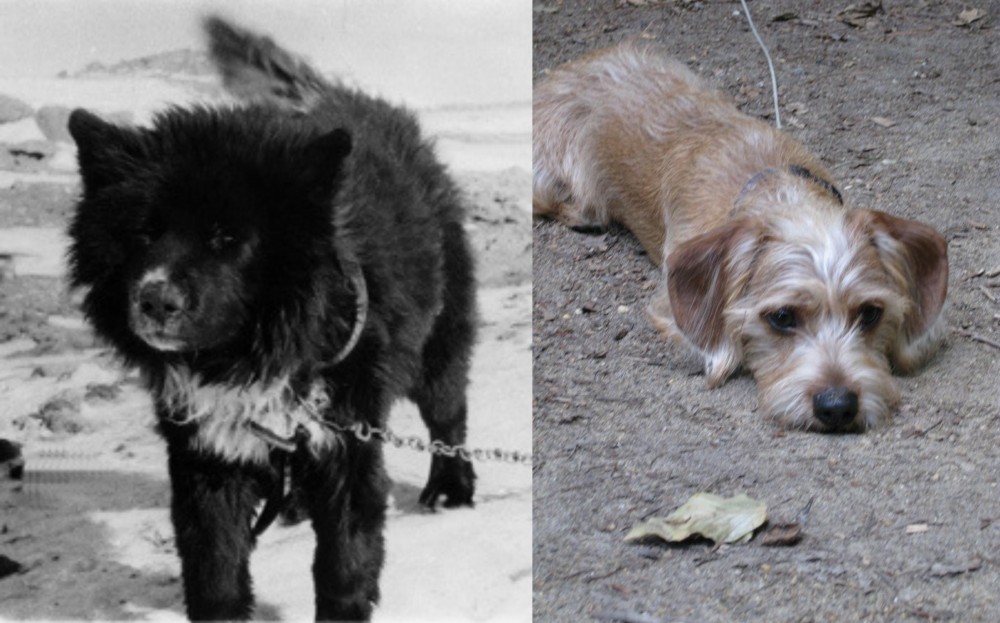 Schweenie vs Sakhalin Husky - Breed Comparison