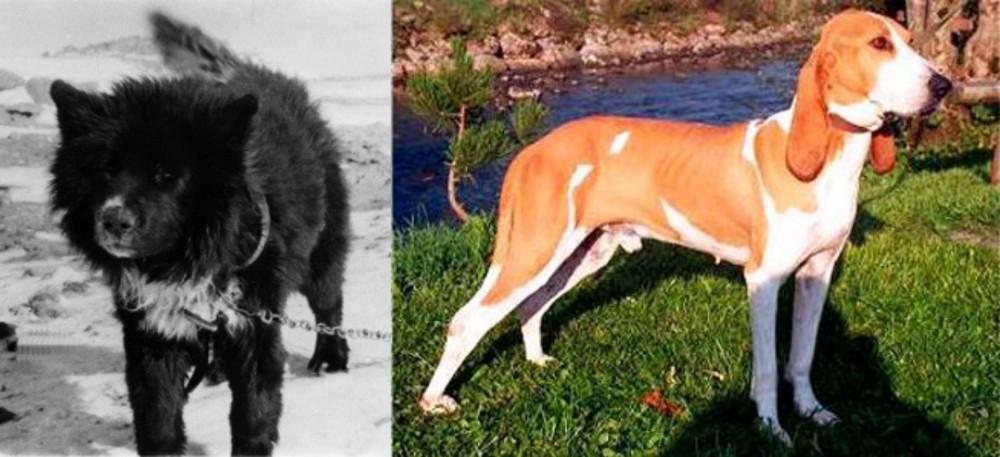 Schweizer Laufhund vs Sakhalin Husky - Breed Comparison