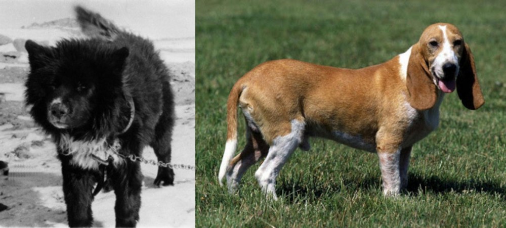 Schweizer Niederlaufhund vs Sakhalin Husky - Breed Comparison