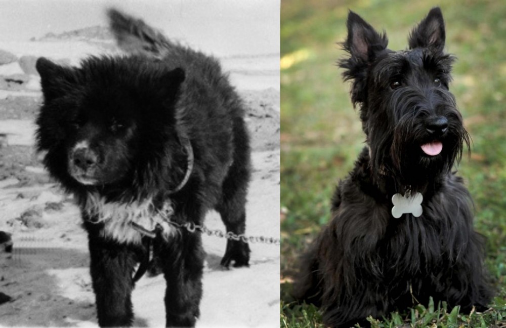 Scoland Terrier vs Sakhalin Husky - Breed Comparison