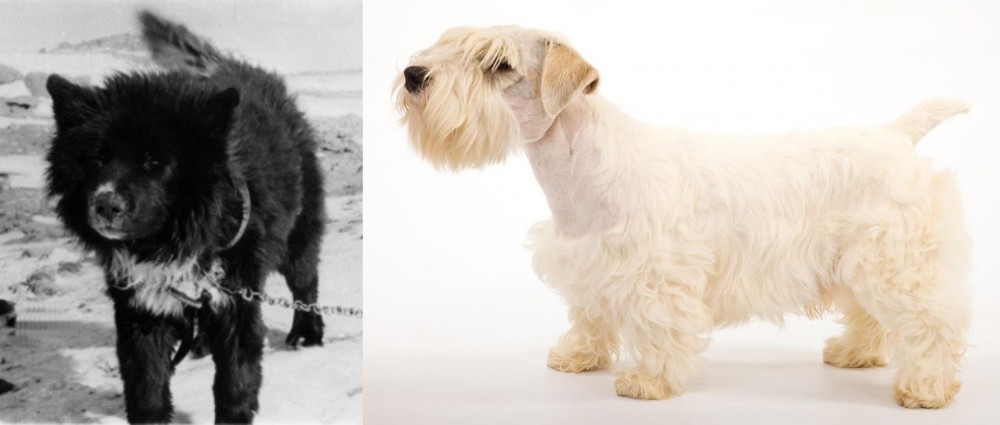 Sealyham Terrier vs Sakhalin Husky - Breed Comparison