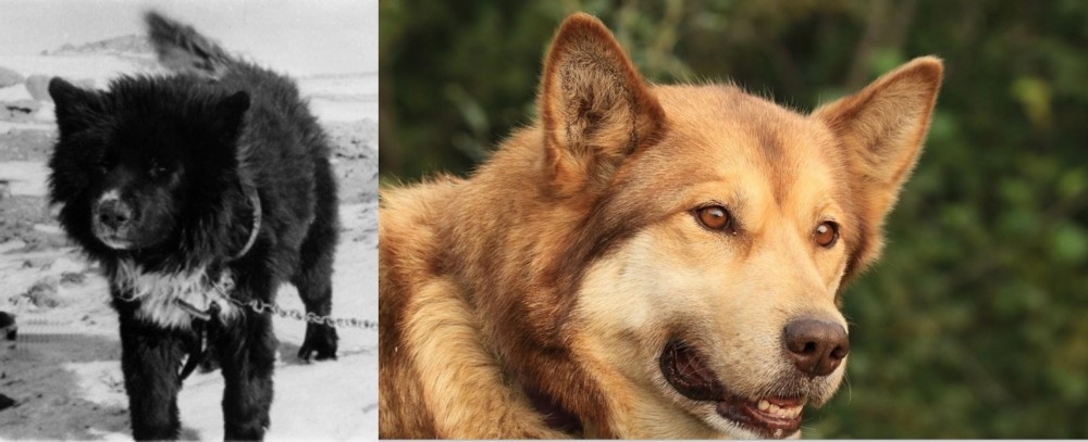 Seppala Siberian Sleddog vs Sakhalin Husky - Breed Comparison