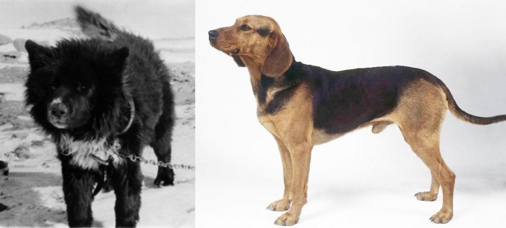 Serbian Hound vs Sakhalin Husky - Breed Comparison