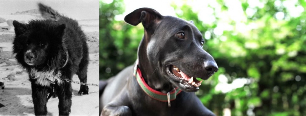 Shepard Labrador vs Sakhalin Husky - Breed Comparison