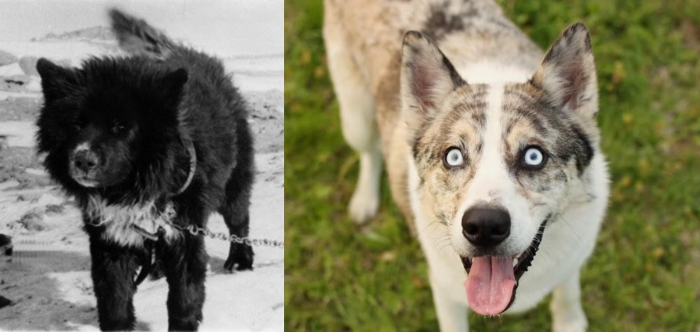 Shepherd Husky vs Sakhalin Husky - Breed Comparison