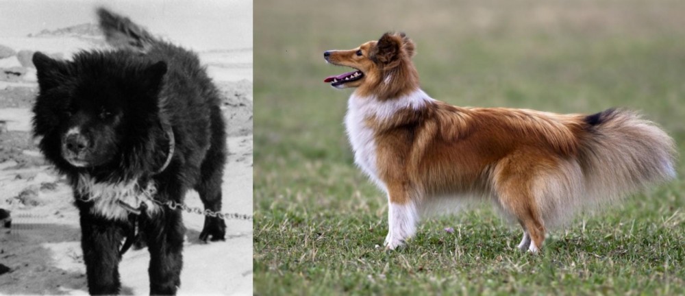 Shetland Sheepdog vs Sakhalin Husky - Breed Comparison