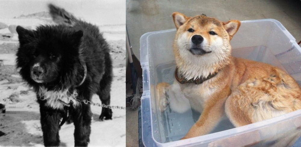 Shiba Inu vs Sakhalin Husky - Breed Comparison